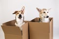 Two dogs in a very big moving box. isolated on white Royalty Free Stock Photo