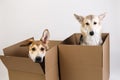 Two dogs in a very big moving box. isolated on white Royalty Free Stock Photo