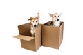 Two dogs in a very big moving box. isolated on white Royalty Free Stock Photo