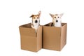 Two dogs in a very big moving box. isolated on white Royalty Free Stock Photo