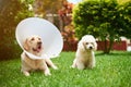 Two dogs at vet service Royalty Free Stock Photo