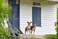 Two dogs welcome visitors Royalty Free Stock Photo