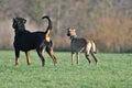 Couple of dogs are playing with ball. Royalty Free Stock Photo