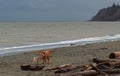 two dogs walk on the beach on the bay in a cloudy stormy day Royalty Free Stock Photo