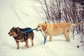 Two dogs walk outdoors in winter Royalty Free Stock Photo