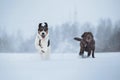 Two dogs at walk running and playing at snow in winter Royalty Free Stock Photo