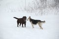 Two dogs at walk running and playing at snow in winter Royalty Free Stock Photo