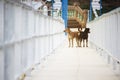 Two dogs walked on the white bridge Royalty Free Stock Photo