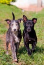 Two dogs walking on grass Royalty Free Stock Photo