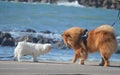 Two dogs walking meet at the beach Royalty Free Stock Photo