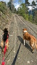Two dogs walking on a mountain trail through a forest, leashed and seen from behind, surrounded by trees and rocky terrain Royalty Free Stock Photo