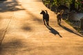 Two dogs walking on the raod at sunrise morning