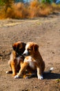 close up of Beagle puppy looking Royalty Free Stock Photo