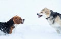 Two dogs walking on winter meadow in snow Royalty Free Stock Photo