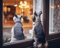 Two dogs are watching at the front window.