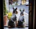 Two dogs are watching at the front window.