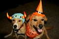 Two Dogs Wearing Halloween Costumes