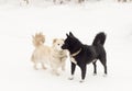 Two dogs, white and black, sniff each other on a walk Royalty Free Stock Photo