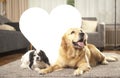 Two dogs with white heart Royalty Free Stock Photo
