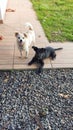 Two dogs, a white one standing looking at the camera and a black one lying on the ground in the backyard of the house