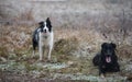 Two dogs in the winter park