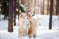 two dogs in the winter in the snow. Golden retriever plays in nature Royalty Free Stock Photo