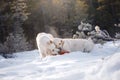 two dogs in the winter in the snow. Golden retriever plays in nature Royalty Free Stock Photo