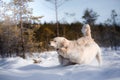 two dogs in the winter in the snow. Golden retriever plays in nature Royalty Free Stock Photo