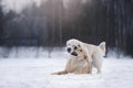 Dog in the winter in the snow. Golden retriever plays in nature Royalty Free Stock Photo