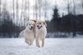 Dog in the winter in the snow. Golden retriever plays in nature Royalty Free Stock Photo