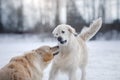 Dog in the winter in the snow. Golden retriever plays in nature Royalty Free Stock Photo