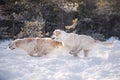 two dogs in the winter in the snow. Golden retriever plays in nature Royalty Free Stock Photo