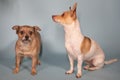 Two dogs wired haired terrier and red and white chihuahua weenie dog