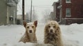 Two dogs in the yard during a winter blizzard