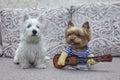 Two Dogs Yorkshire terrier and puppy west highland white terrier which plays guitar. ukulele Royalty Free Stock Photo