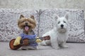 Two Dogs Yorkshire terrier and puppy west highland white terrier which plays guitar. ukulele Royalty Free Stock Photo