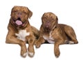Two Dogue de Bordeaux dogs