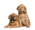 Two Dogue de Bordeaux puppies (2 months) Royalty Free Stock Photo