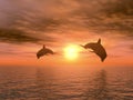 Two dolphin