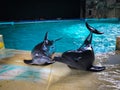 Two Dolphin out from pool for greeting people Royalty Free Stock Photo