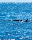 two dolphin in the water with their heads above water's surface Royalty Free Stock Photo