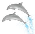 Two dolphins. Royalty Free Stock Photo