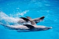 Two dolphins Royalty Free Stock Photo