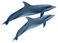 Two dolphins. Royalty Free Stock Photo