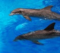 Two Dolphins Royalty Free Stock Photo