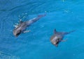 Two dolphins Royalty Free Stock Photo