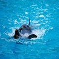 Two dolphins close up. Adler.