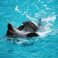 Two dolphins close up. Adler. Royalty Free Stock Photo