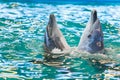Two dolphins dancing in blue water Royalty Free Stock Photo
