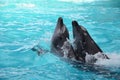 Two dolphins dancing in light blue water Royalty Free Stock Photo